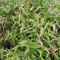 Panicum clandestinum